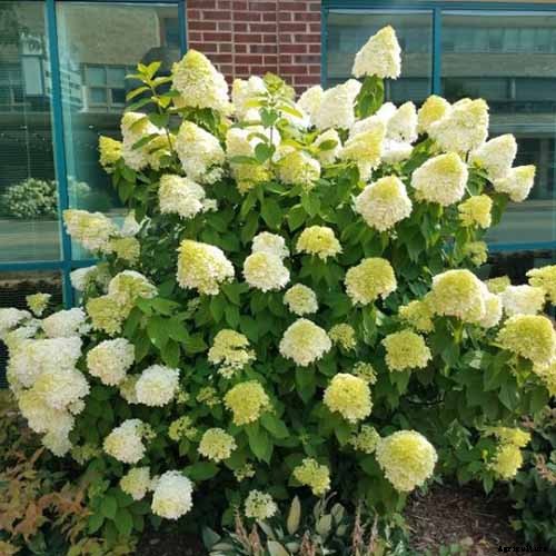 How to Grow and Care for Panicle Hydrangea