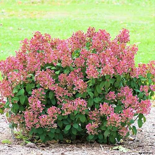 How to Grow and Care for Panicle Hydrangea