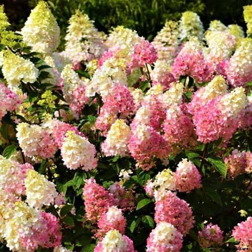 How to Grow and Care for Panicle Hydrangea