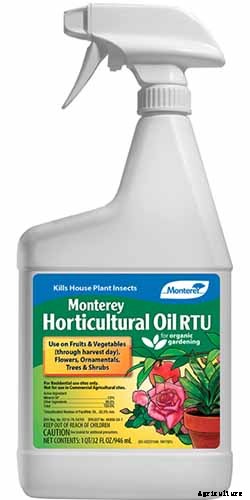 How to Grow and Care for Panicle Hydrangea