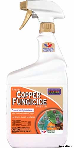 How to Grow and Care for Panicle Hydrangea