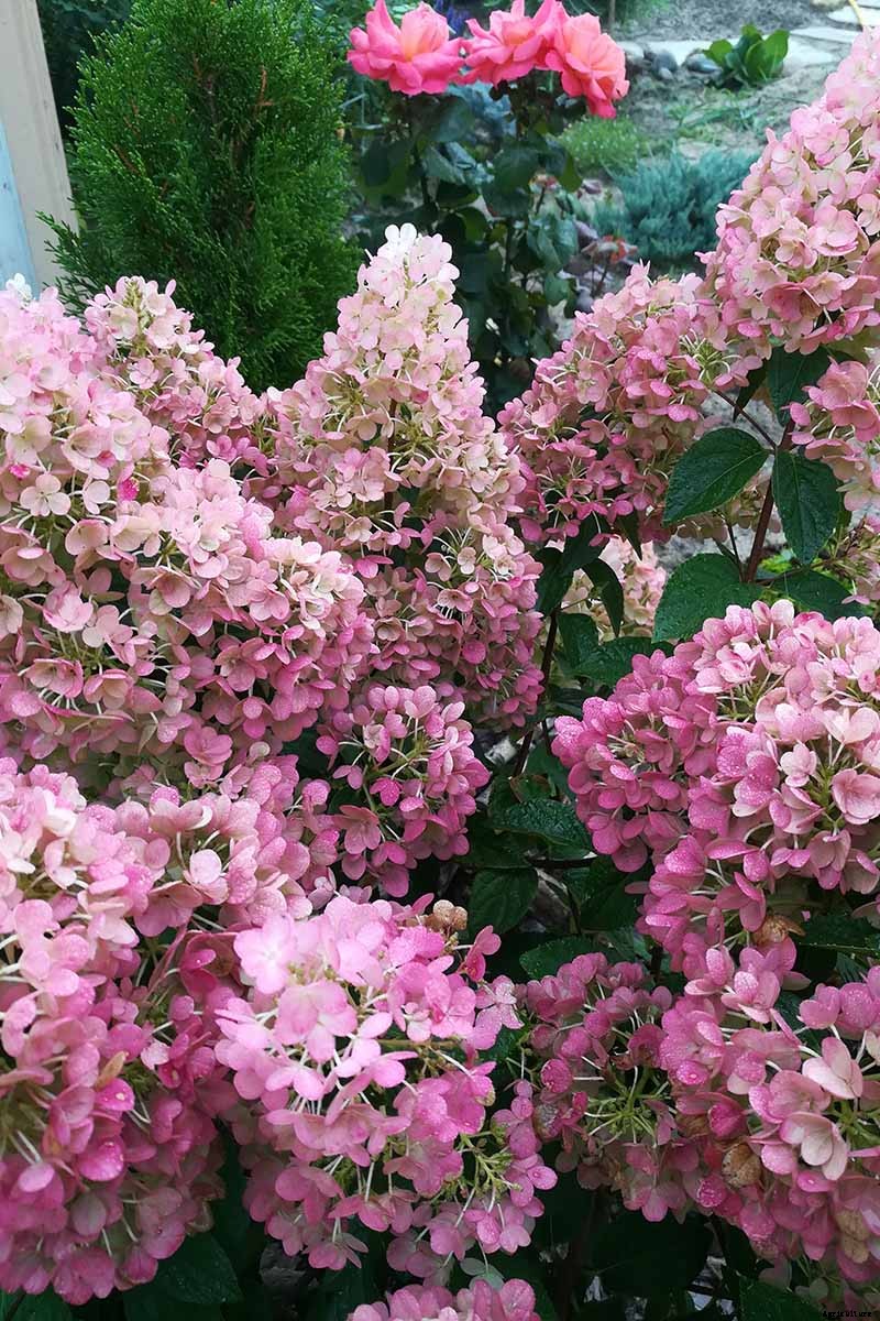 How to Grow and Care for Panicle Hydrangea