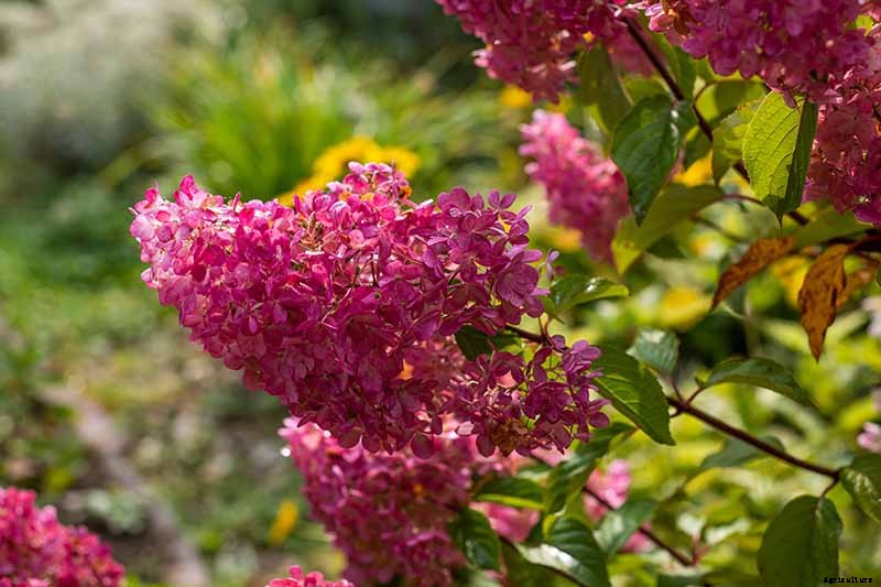 How to Grow and Care for Panicle Hydrangea