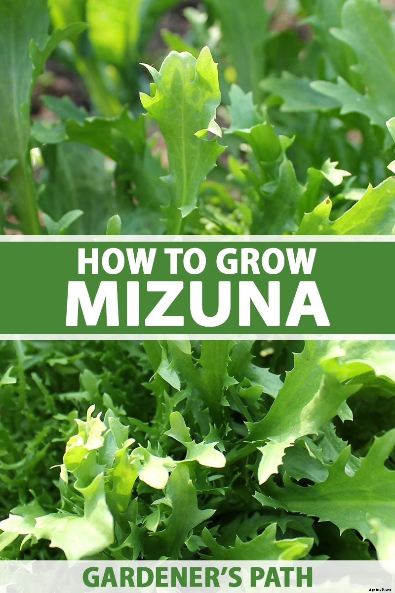 How to Grow Mizuna Asian Mustard Greens in the Garden