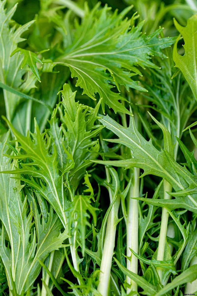 How to Grow Mizuna Asian Mustard Greens in the Garden