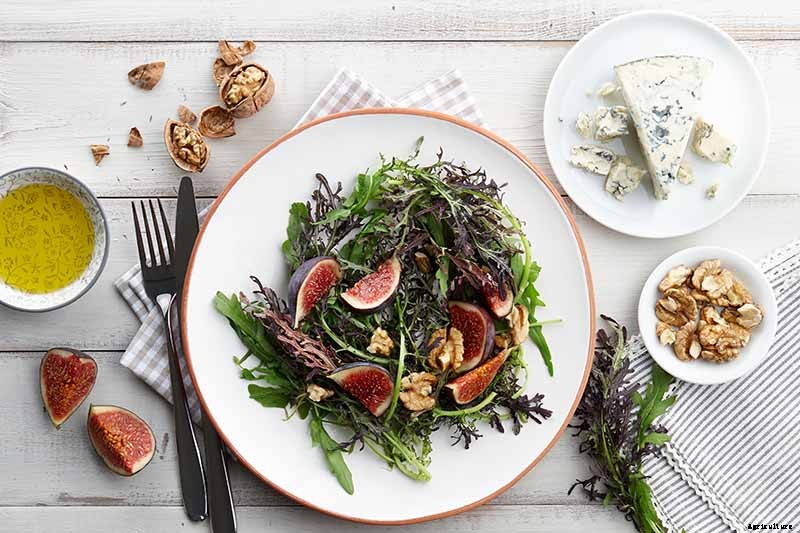 How to Grow Mizuna Asian Mustard Greens in the Garden