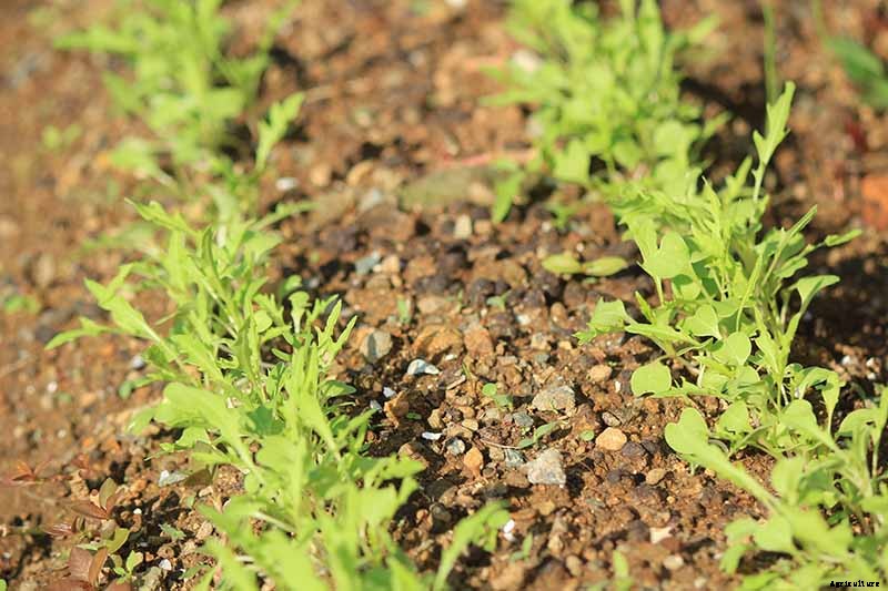 How to Grow Mizuna Asian Mustard Greens in the Garden