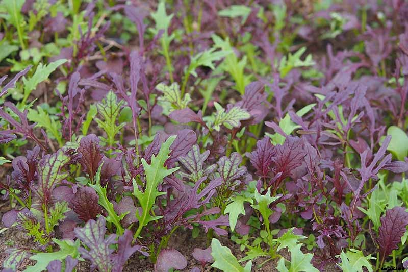 How to Grow Mizuna Asian Mustard Greens in the Garden