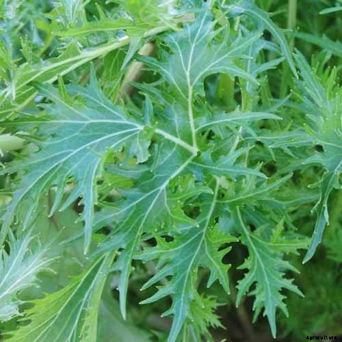 How to Grow Mizuna Asian Mustard Greens in the Garden