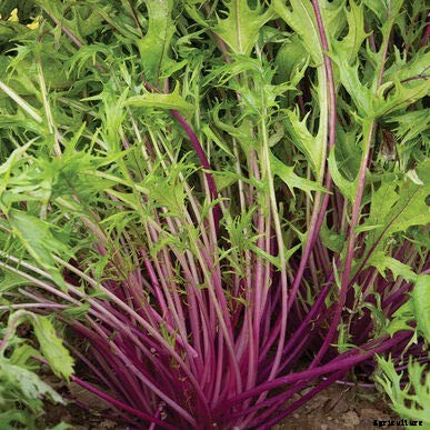 How to Grow Mizuna Asian Mustard Greens in the Garden