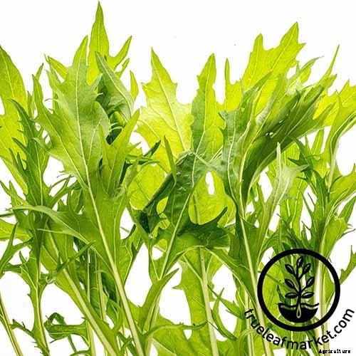 How to Grow Mizuna Asian Mustard Greens in the Garden