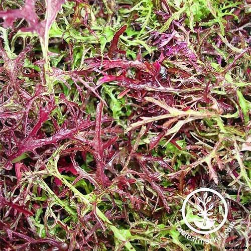 How to Grow Mizuna Asian Mustard Greens in the Garden