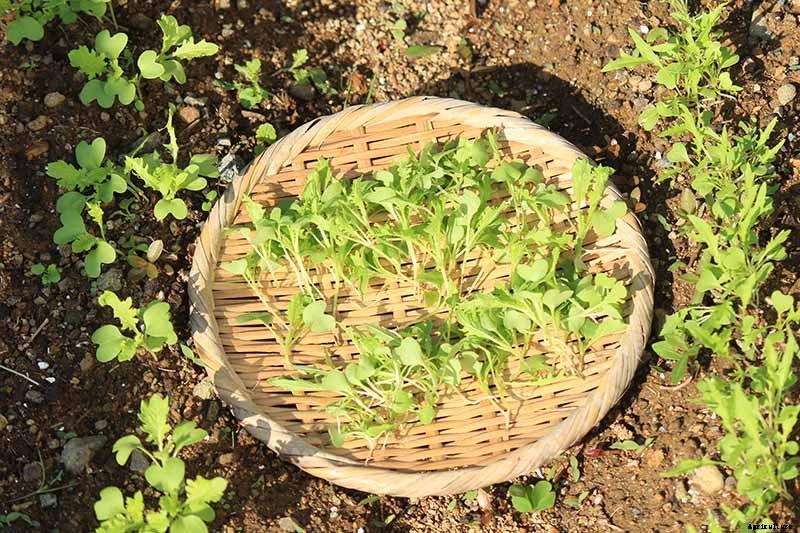 How to Grow Mizuna Asian Mustard Greens in the Garden
