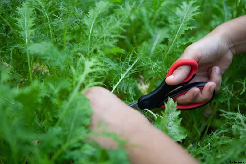 How to Grow Mizuna Asian Mustard Greens in the Garden