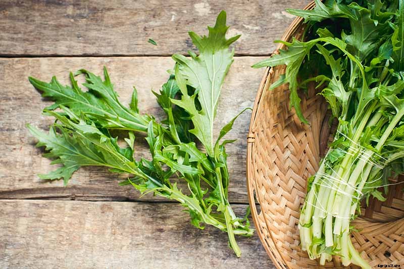 How to Grow Mizuna Asian Mustard Greens in the Garden