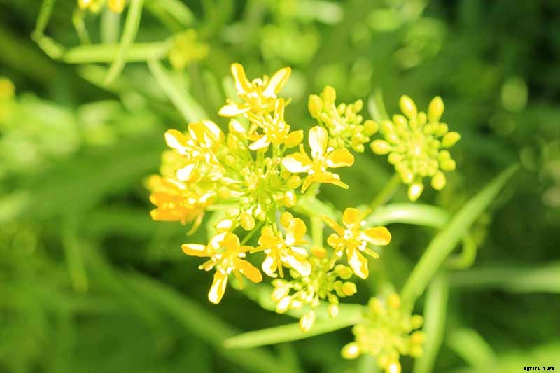 How to Grow Mizuna Asian Mustard Greens in the Garden