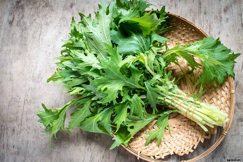 How to Grow Mizuna Asian Mustard Greens in the Garden