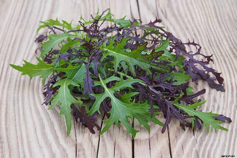 How to Grow Mizuna Asian Mustard Greens in the Garden