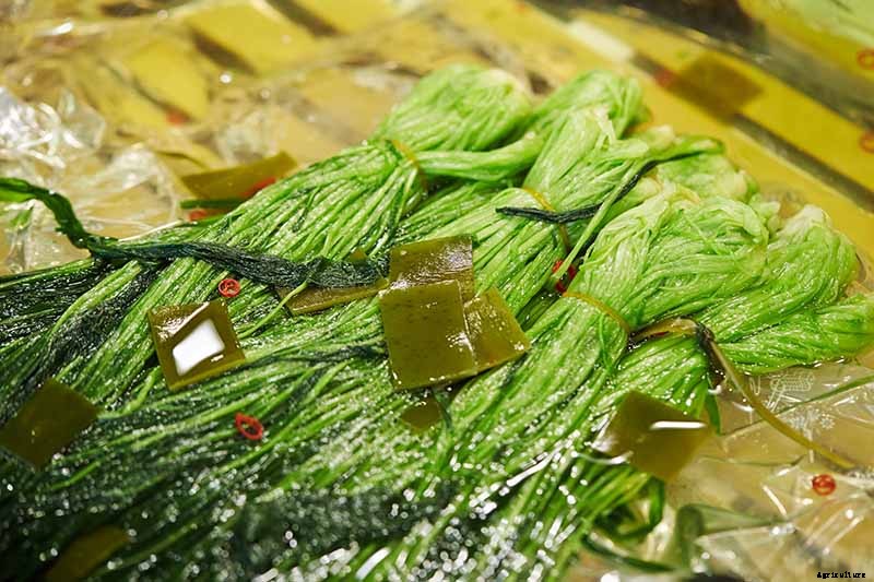 How to Grow Mizuna Asian Mustard Greens in the Garden