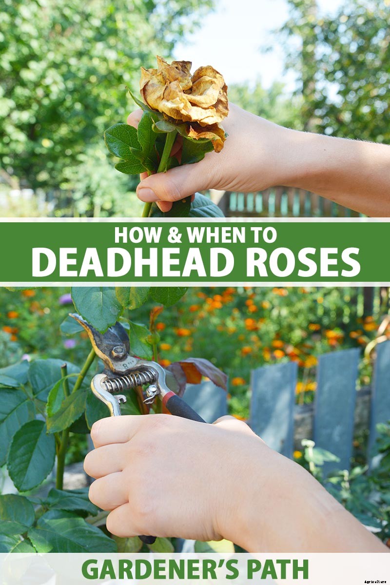 How and When to Deadhead Roses
