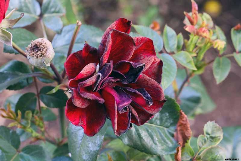 How and When to Deadhead Roses