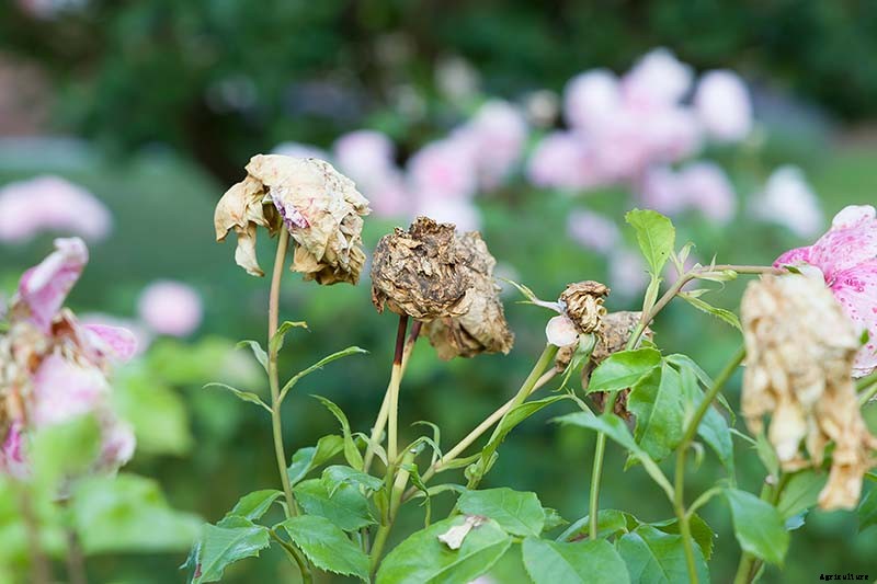 How and When to Deadhead Roses