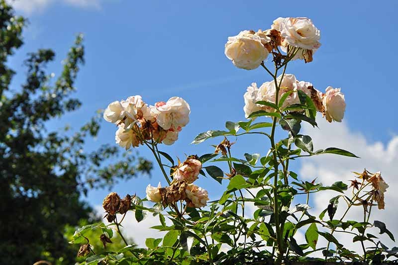 How and When to Deadhead Roses