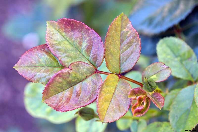 How and When to Deadhead Roses