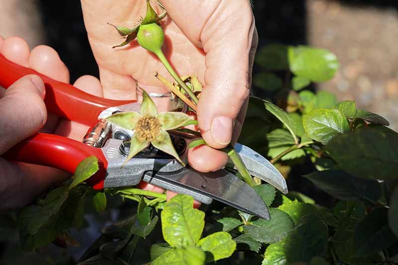 How and When to Deadhead Roses