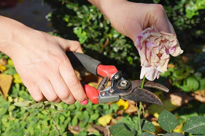 How and When to Deadhead Roses