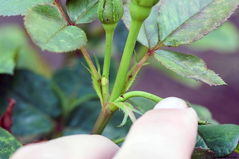 How and When to Deadhead Roses