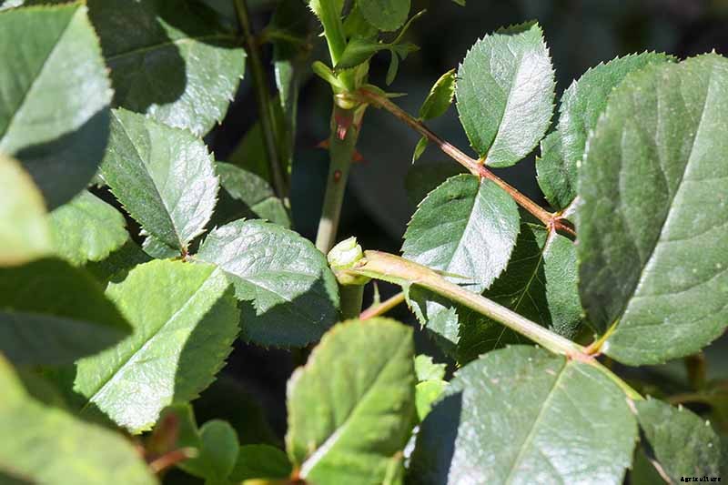 How and When to Deadhead Roses