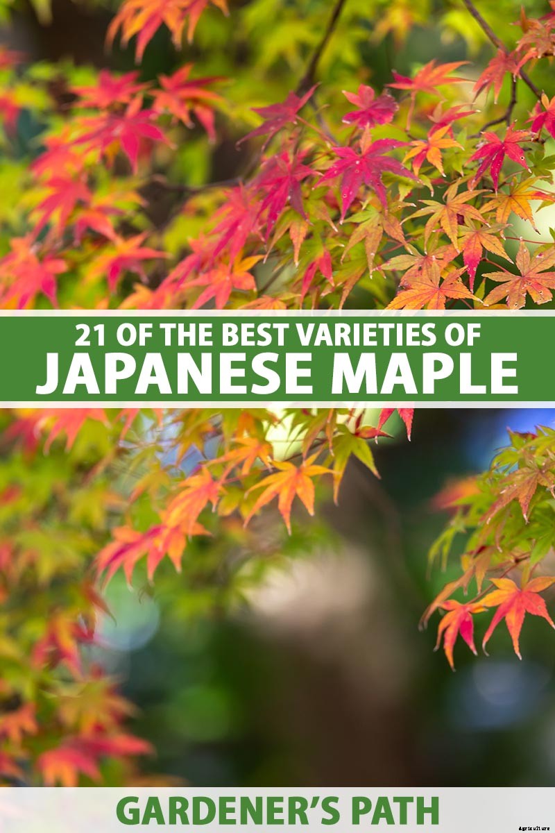 21 of the Best Japanese Maple Varieties