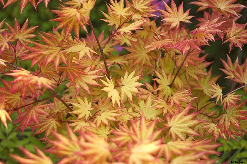 21 of the Best Japanese Maple Varieties