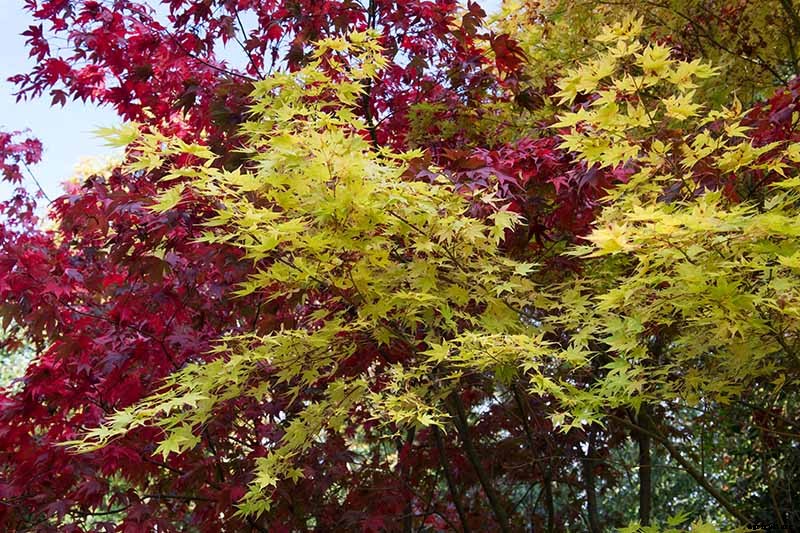 21 of the Best Japanese Maple Varieties