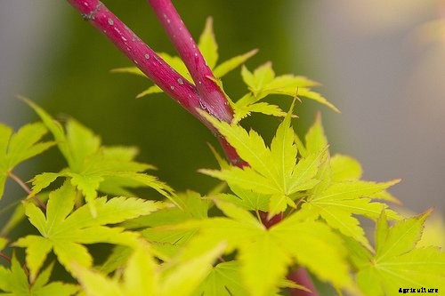 21 of the Best Japanese Maple Varieties