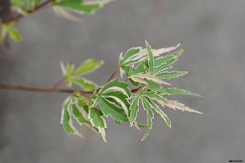 21 of the Best Japanese Maple Varieties