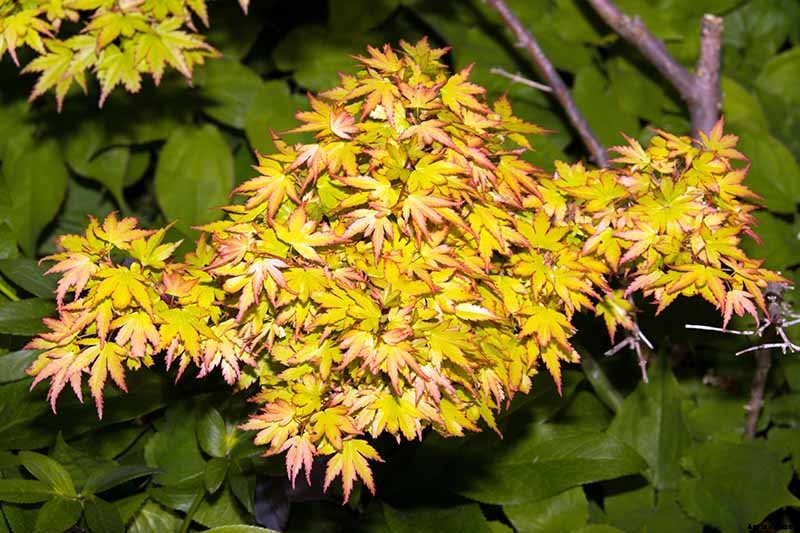 21 of the Best Japanese Maple Varieties