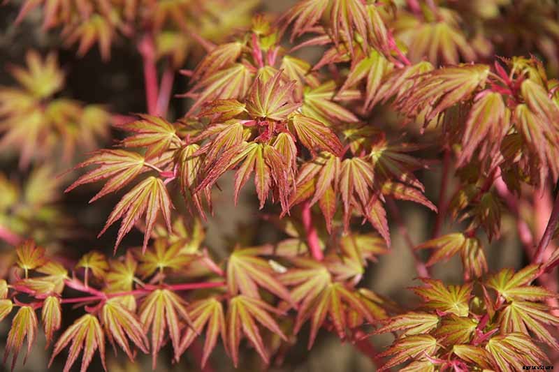 21 of the Best Japanese Maple Varieties