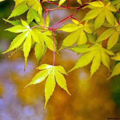 21 of the Best Japanese Maple Varieties