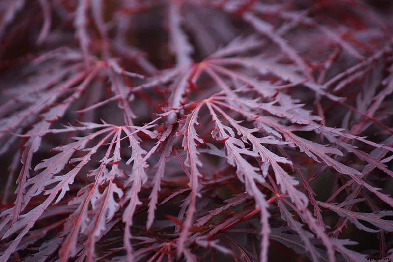21 of the Best Japanese Maple Varieties