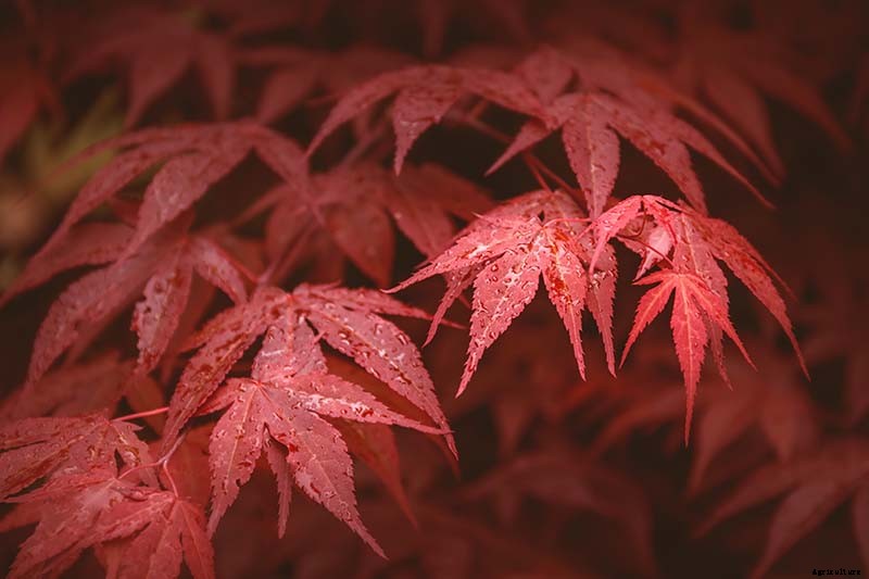 21 of the Best Japanese Maple Varieties
