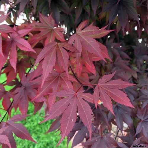 21 of the Best Japanese Maple Varieties