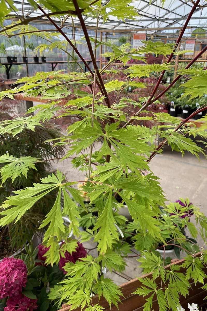 21 of the Best Japanese Maple Varieties