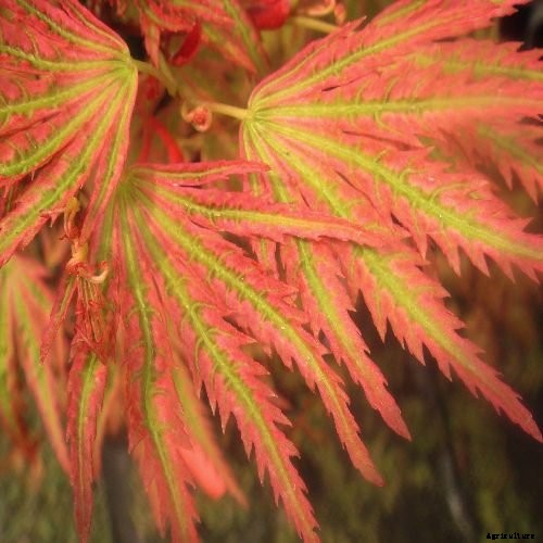 21 of the Best Japanese Maple Varieties