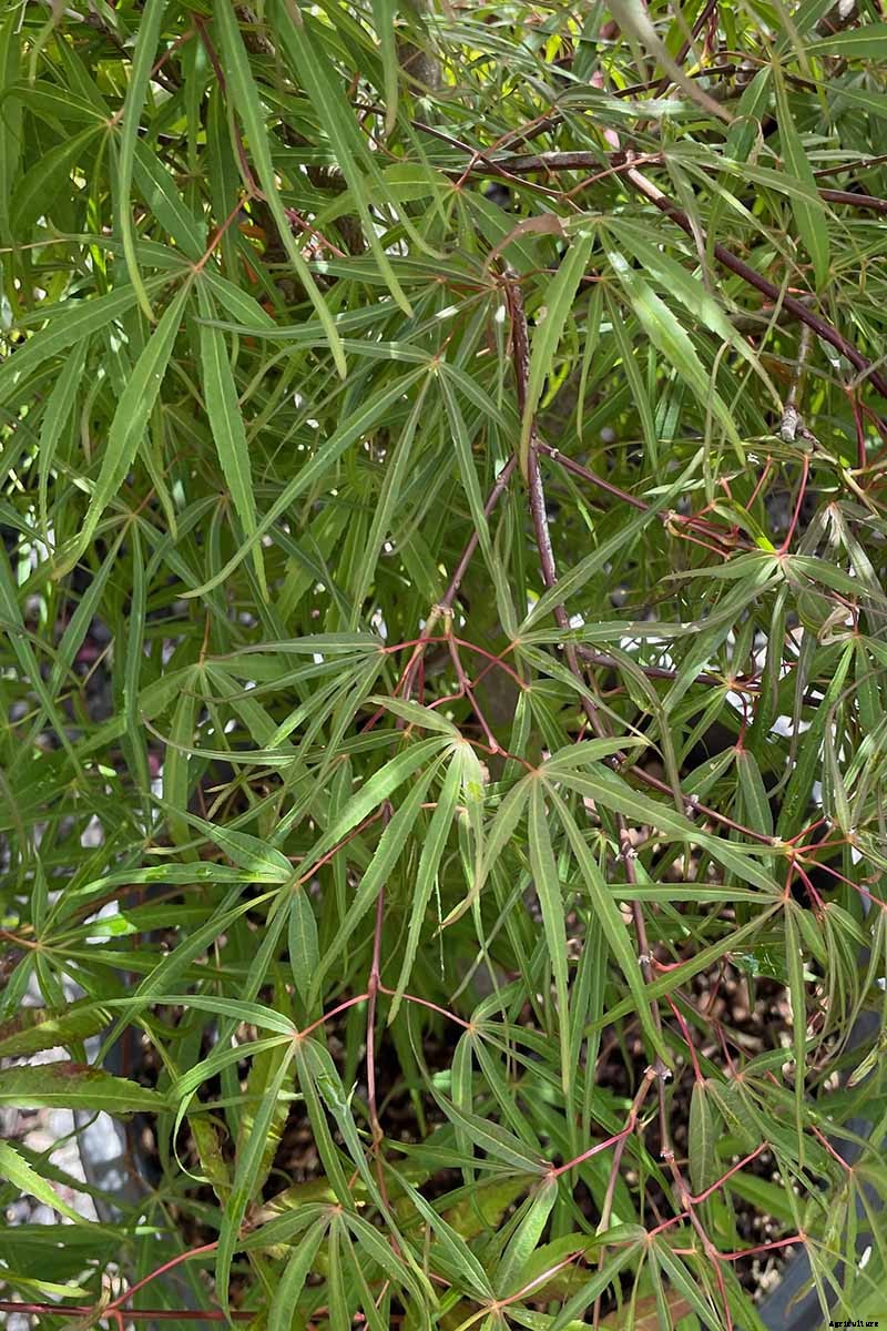 21 of the Best Japanese Maple Varieties