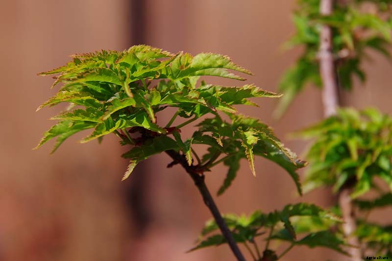 21 of the Best Japanese Maple Varieties