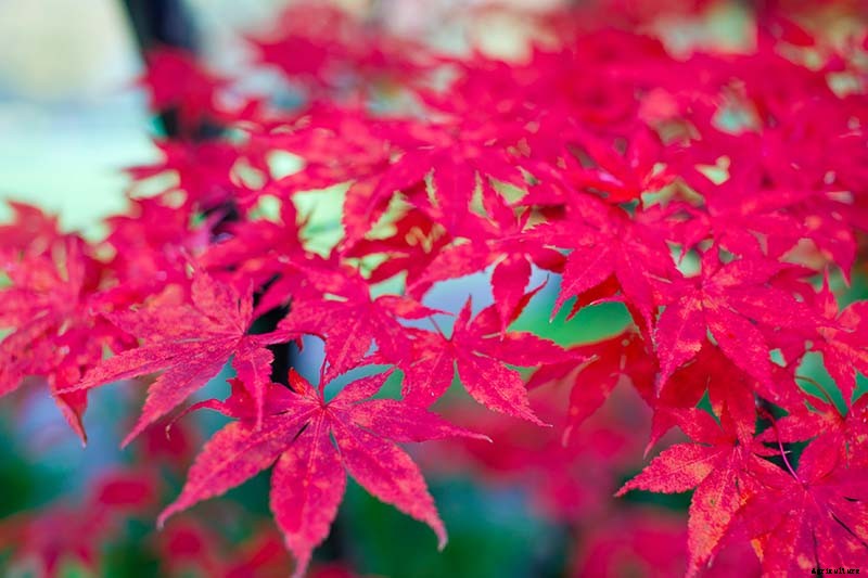 21 of the Best Japanese Maple Varieties