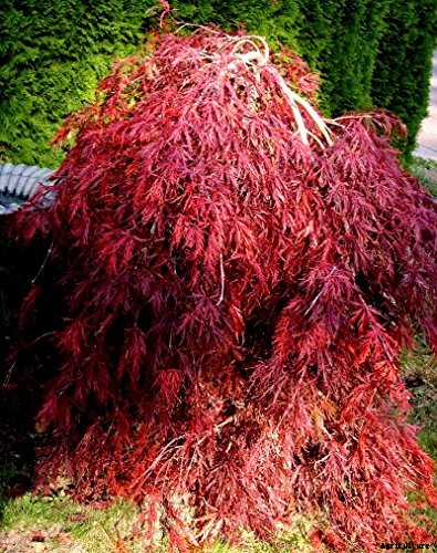 21 of the Best Japanese Maple Varieties