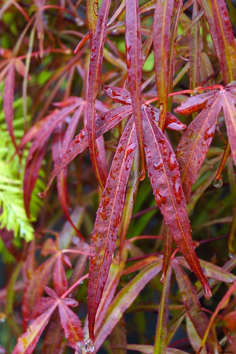 21 of the Best Japanese Maple Varieties
